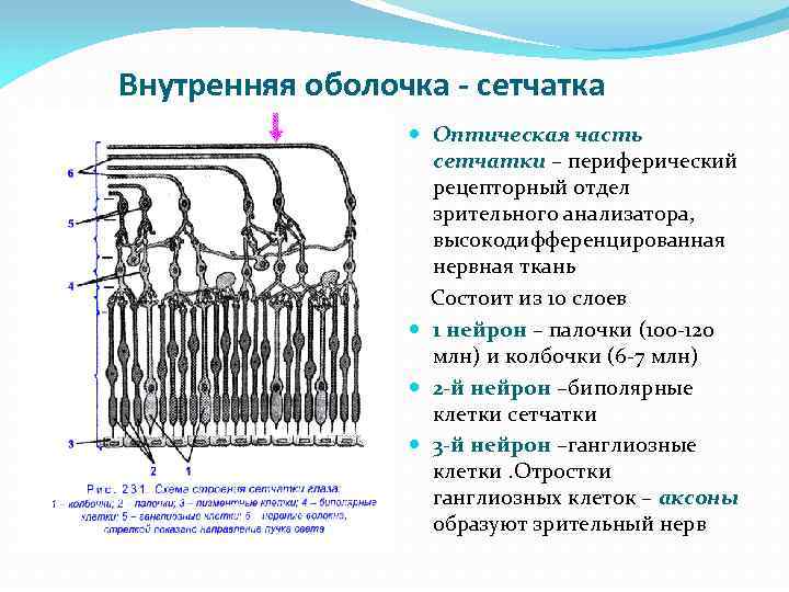 Внутренняя оболочка - сетчатка Оптическая часть сетчатки – периферический рецепторный отдел зрительного анализатора, высокодифференцированная