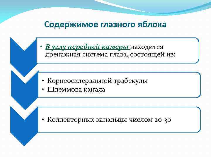 Содержимое глазного яблока • В углу передней камеры находится дренажная система глаза, состоящей из: