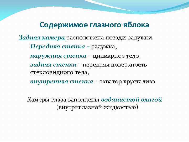 Содержимое глазного яблока Задняя камера расположена позади радужки. Передняя стенка – радужка, наружная стенка