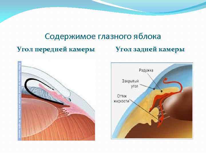 Содержимое глазного яблока Угол передней камеры Угол задней камеры 