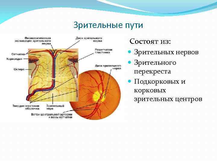 Функции зрительного нерва. Зрительный нерв строение и функции. Зрительный нерв подкорковые зрительные центры. Строение диска зрительного нерва. Диск зрительного нерва анатомия.