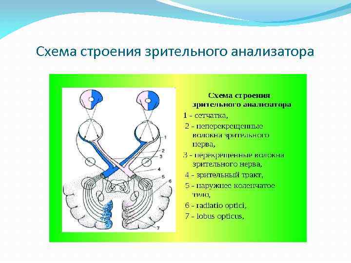 Составьте схему зрительного анализатора