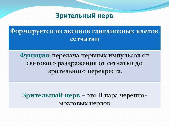 Зрительный нерв Формируется из аксонов ганглиозных клеток сетчатки Функция: передача нервных импульсов от светового