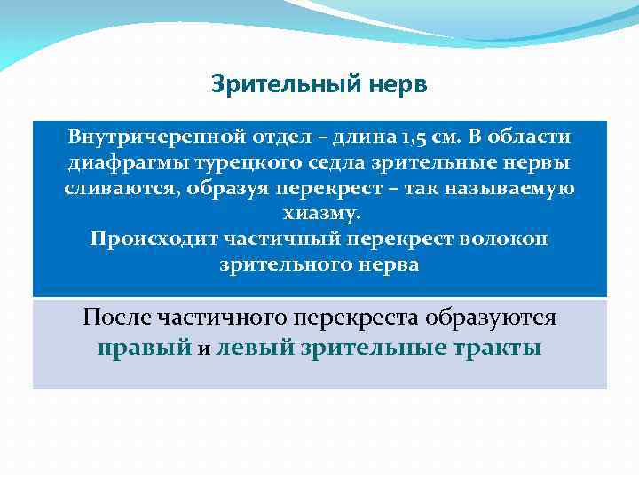 Зрительный нерв Внутричерепной отдел – длина 1, 5 см. В области диафрагмы турецкого седла