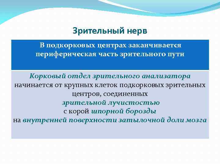 Зрительный нерв В подкорковых центрах заканчивается периферическая часть зрительного пути Корковый отдел зрительного анализатора