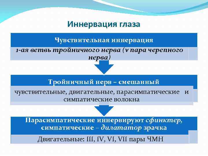 Иннервация глаза Чувствительная иннервация 1 -ая ветвь тройничного нерва (v пара черепного нерва) Тройничный