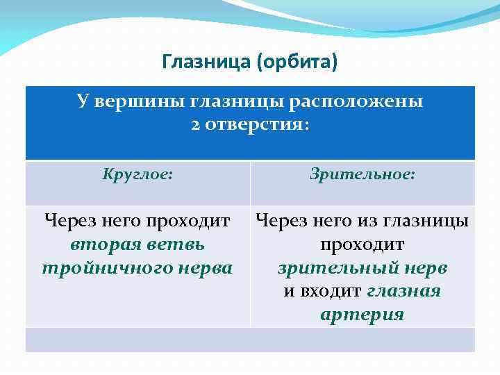 Глазница (орбита) У вершины глазницы расположены 2 отверстия: Круглое: Зрительное: Через него проходит вторая