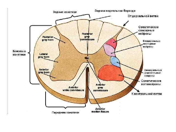 Строение сегмента спинного мозга рисунок с обозначениями