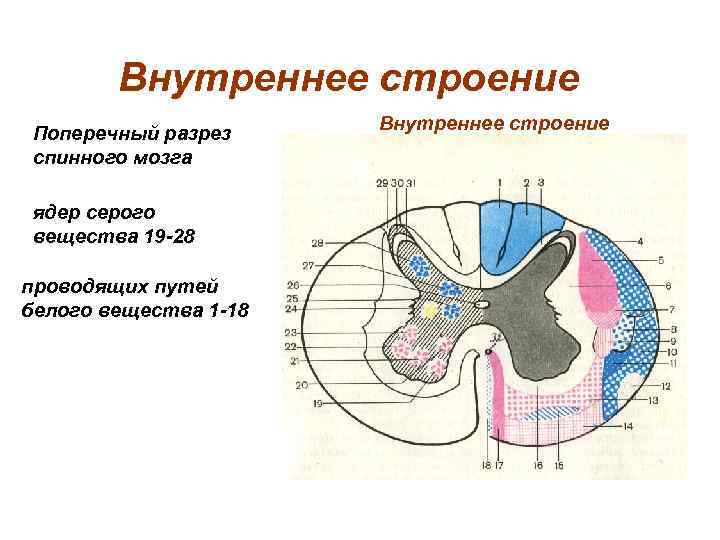 Спинной мозг строение рисунок с надписями в разрезе