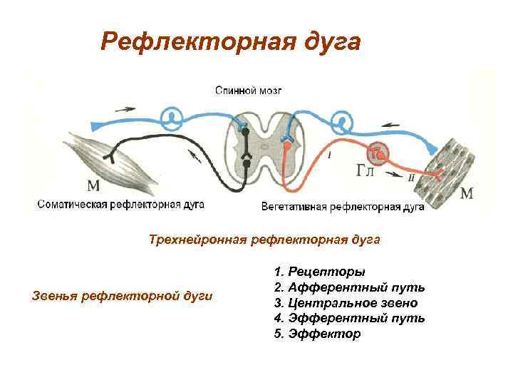 Схема строения трехнейронной рефлекторной дуги