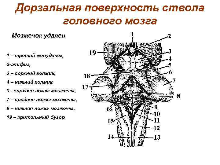 Дорзальная поверхность ствола головного мозга Мозжечок удален 1 – третий желудочек, 2 -эпифиз, 3