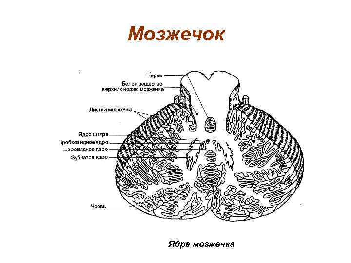 Строение мозжечка