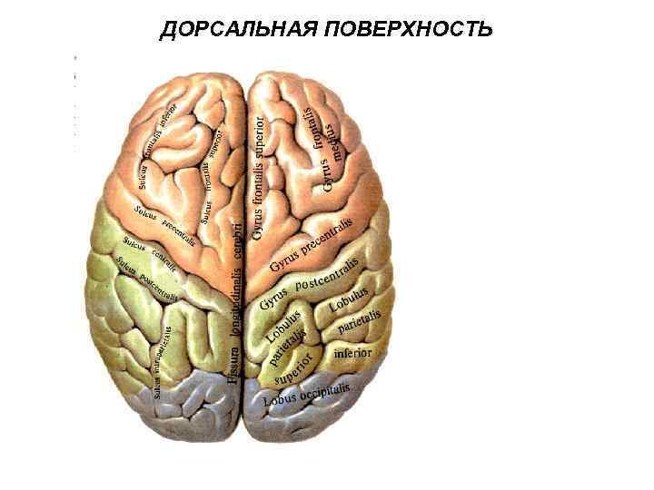 Дорсальная поверхность мозга