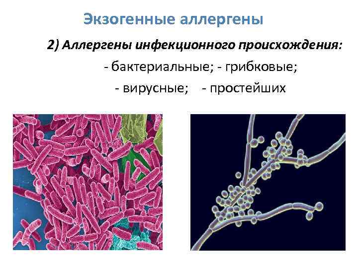 Экзогенные аллергены 2) Аллергены инфекционного происхождения: - бактериальные; - грибковые; - вирусные; - простейших