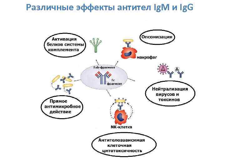 Различные эффекты антител Ig. M и Ig. G 