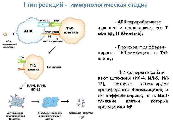 I тип реакций - иммунологическая стадия - АПК перерабатывает аллерген и представляет его Tхелперу