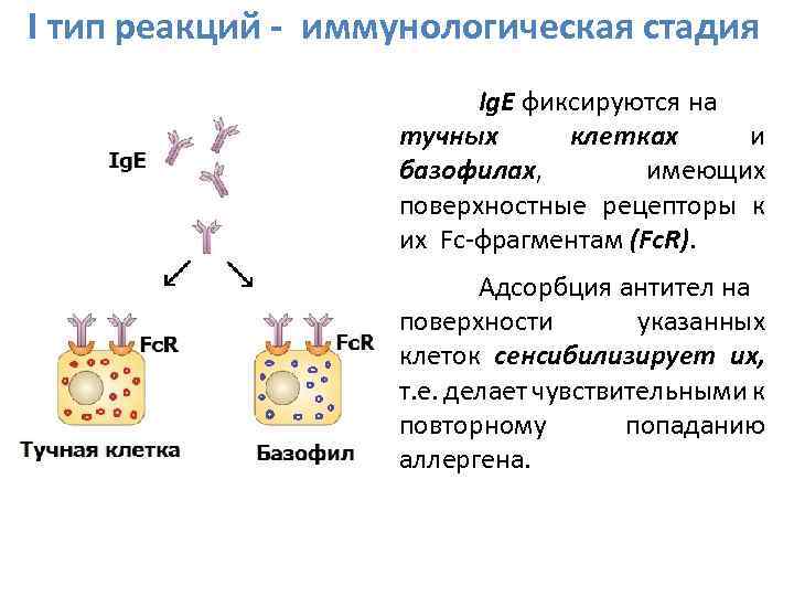 I тип реакций - иммунологическая стадия Ig. E фиксируются на тучных клетках и базофилах,