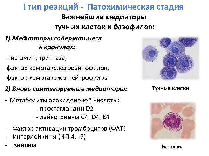 I тип реакций - Патохимическая стадия Важнейшие медиаторы тучных клеток и базофилов: 1) Медиаторы