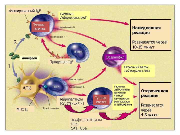 Фиксированный Ig. E Гистамин Лейкотриены, ФАТ Тучная клетка Немедленная реакция 2 Развивается через 10