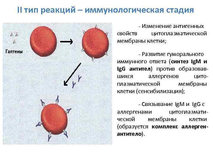 II тип реакций – иммунологическая стадия - Изменение антигенных свойств цитоплазматической мембраны клетки; -