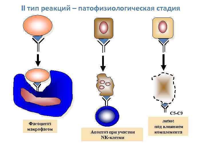 II тип реакций – патофизиологическая стадия С 5 -С 9 Фагоцитоз макрофагом Апоптоз при