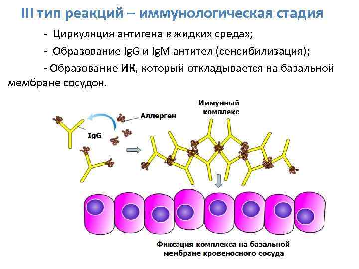 III тип реакций – иммунологическая стадия - Циркуляция антигена в жидких средах; - Образование