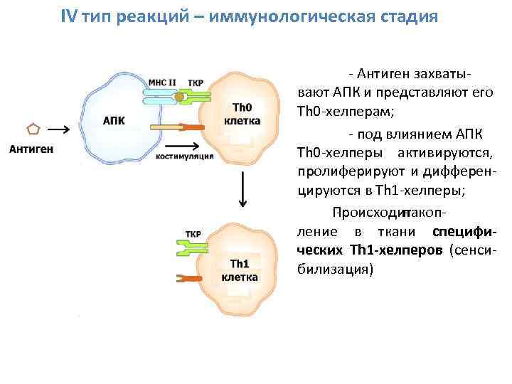 IV тип реакций – иммунологическая стадия - Антиген захватывают АПК и представляют его Th
