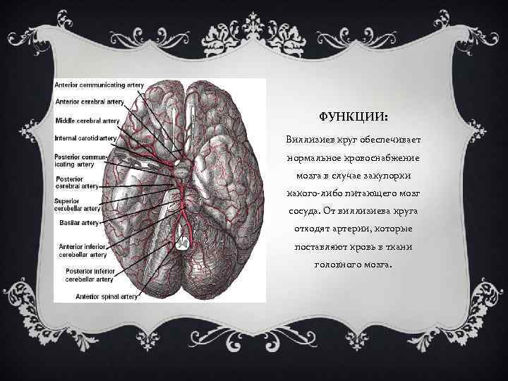 ФУНКЦИИ: Виллизиев круг обеспечивает нормальное кровоснабжение мозга в случае закупорки какого либо питающего мозг