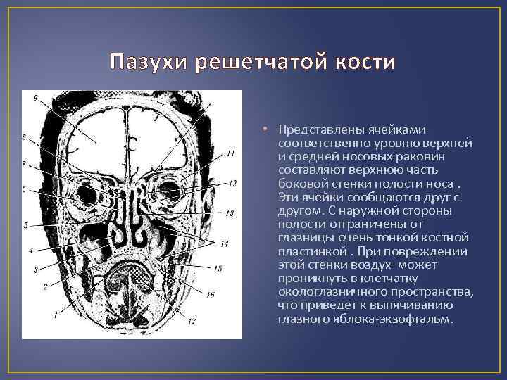 Пазухи решетчатой кости • Представлены ячейками соответственно уровню верхней и средней носовых раковин составляют