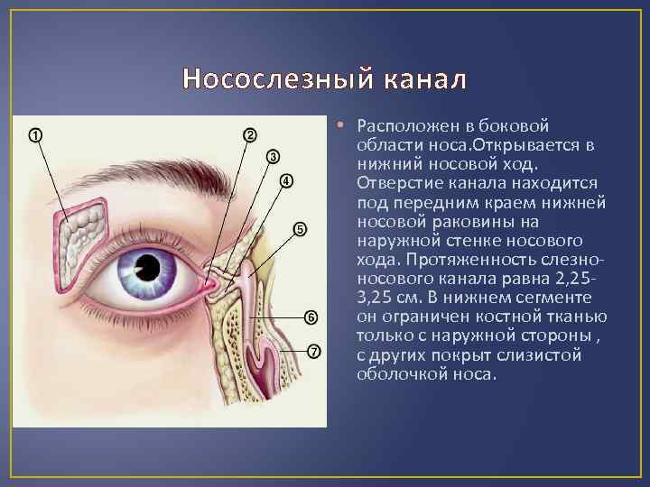 Носослезный канал • Расположен в боковой области носа. Открывается в нижний носовой ход. Отверстие