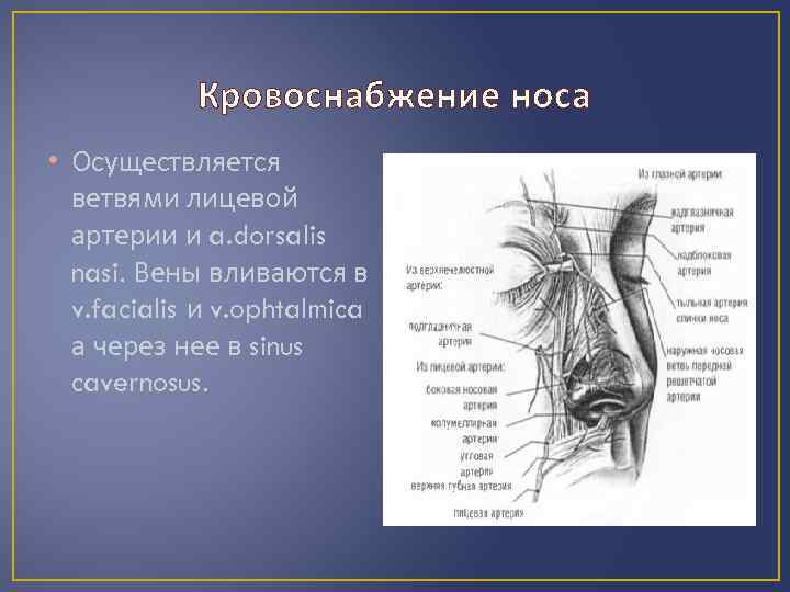 Кровоснабжение носа • Осуществляется ветвями лицевой артерии и a. dorsalis nasi. Вены вливаются в