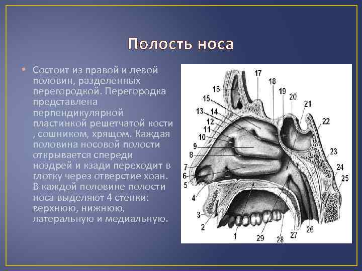 Полость носа • Состоит из правой и левой половин, разделенных перегородкой. Перегородка представлена перпендикулярной