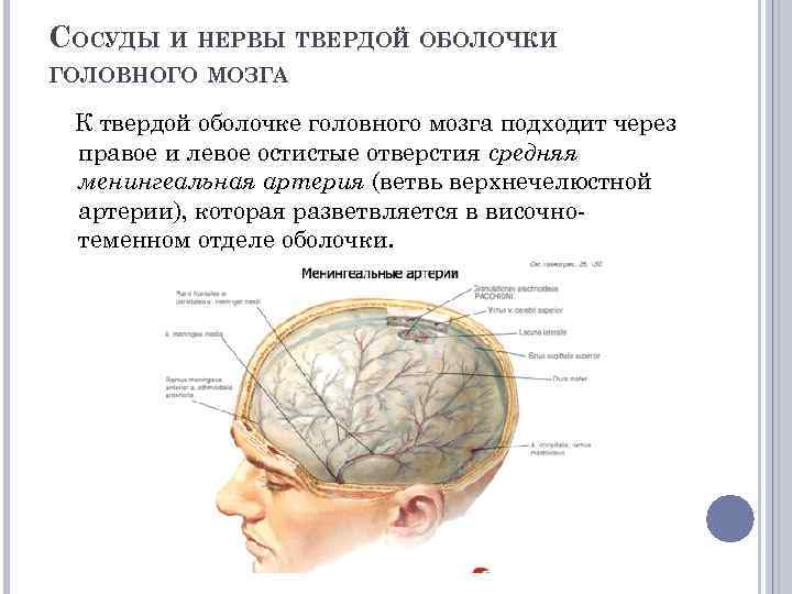 Проекция средней менингеальной артерии по схеме кренлейна брюсовой