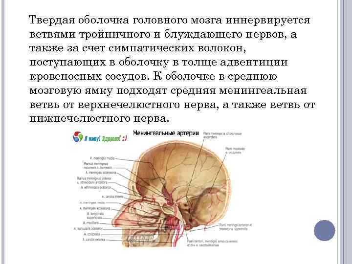 Твердая оболочка головного мозга иннервируется ветвями тройничного и блуждающего нервов, а также за счет