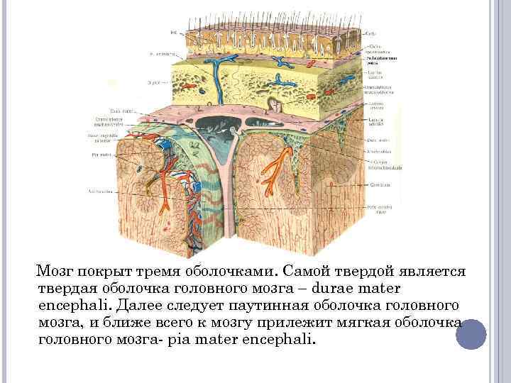 Мозг покрыт тремя оболочками. Самой твердой является твердая оболочка головного мозга – durae mater