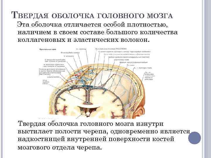 Твердо мозговая оболочка. Твердая мозговая оболочка функции. Функции твердой оболочки головного мозга. Пластика твердой мозговой оболочки. Отростками твердой оболочки головного мозга являются.