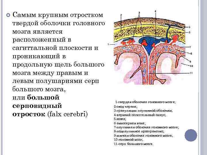  Самым крупным отростком твердой оболочки головного мозга является расположенный в сагиттальной плоскости и