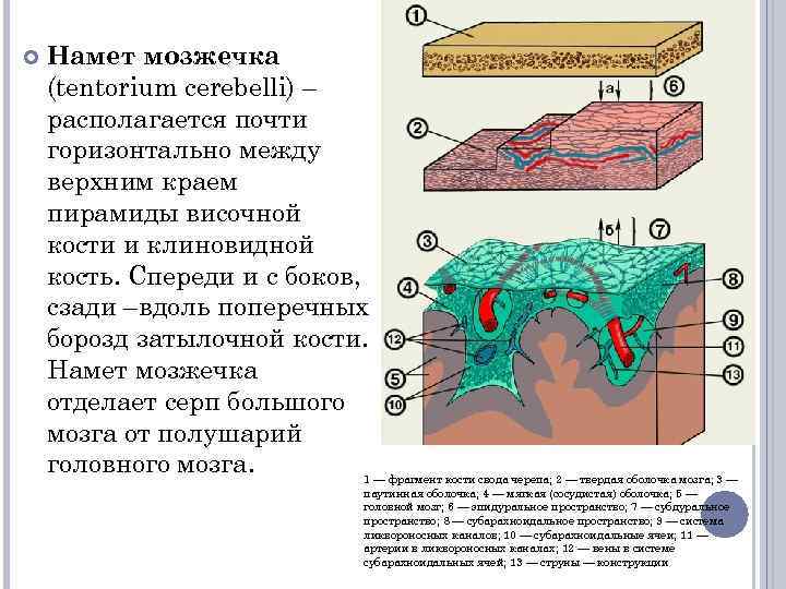  Намет мозжечка (tentorium cerebelli) – располагается почти горизонтально между верхним краем пирамиды височной