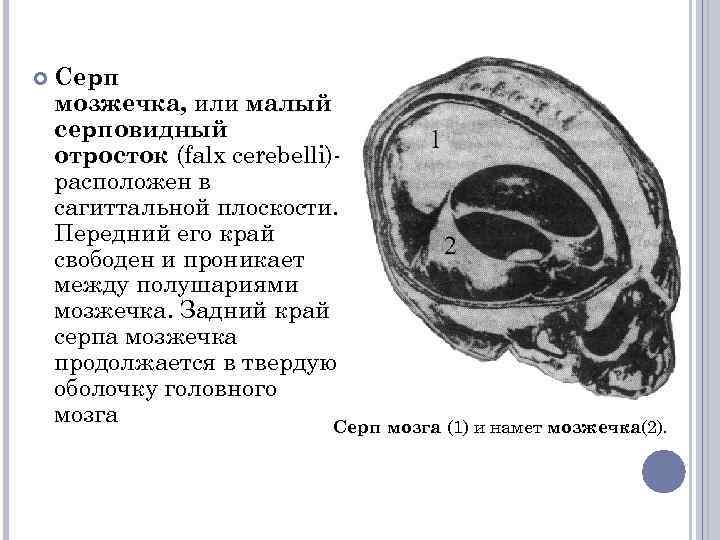  Серп мозжечка, или малый серповидный отросток (falx cerebelli)расположен в сагиттальной плоскости. Передний его