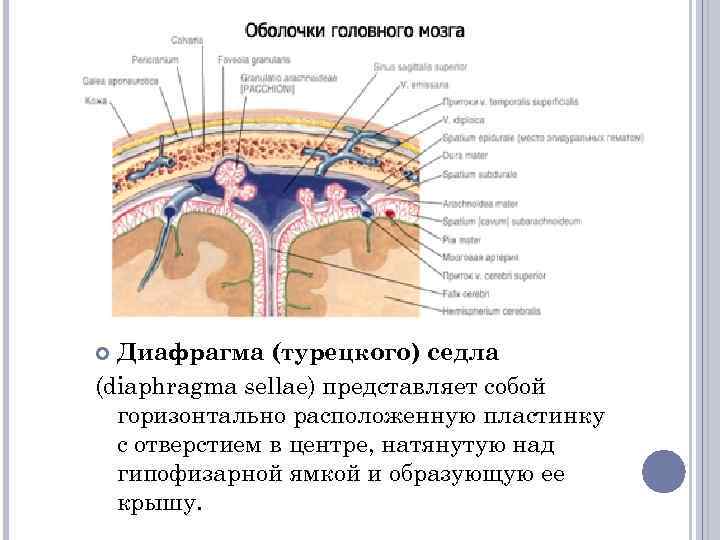 Седло в головном мозге. Диафрагма седла твердой оболочки головного мозга. Диафрагма турецкого седла. Диафрагма турецкого седла анатомия. Оболочки головного мозга на латинском.