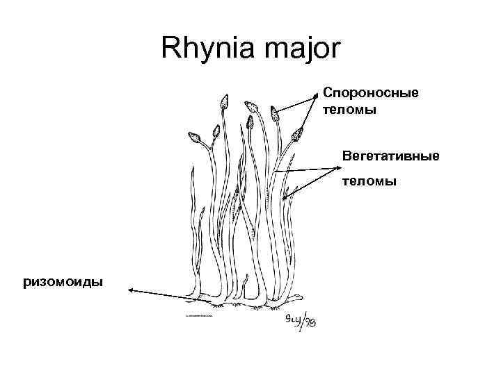 Rhynia major Спороносные теломы Вегетативные теломы ризомоиды 