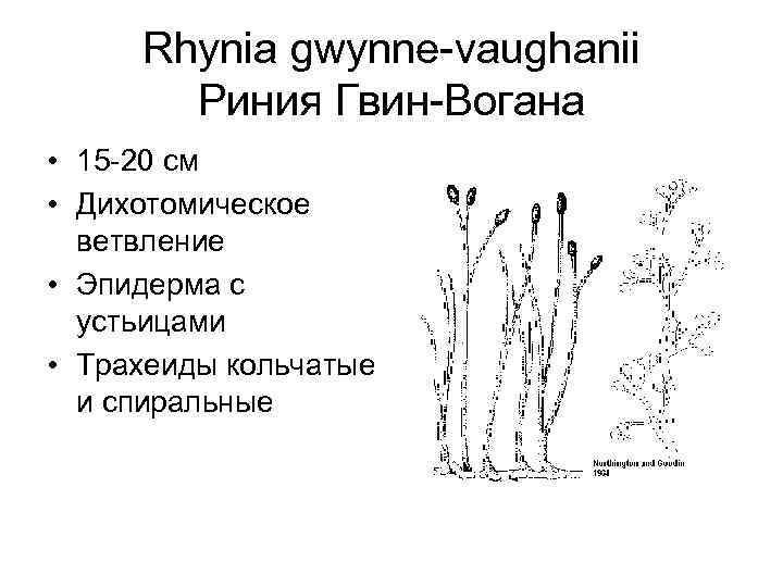 Rhynia gwynne-vaughanii Риния Гвин-Вогана • 15 -20 см • Дихотомическое ветвление • Эпидерма с