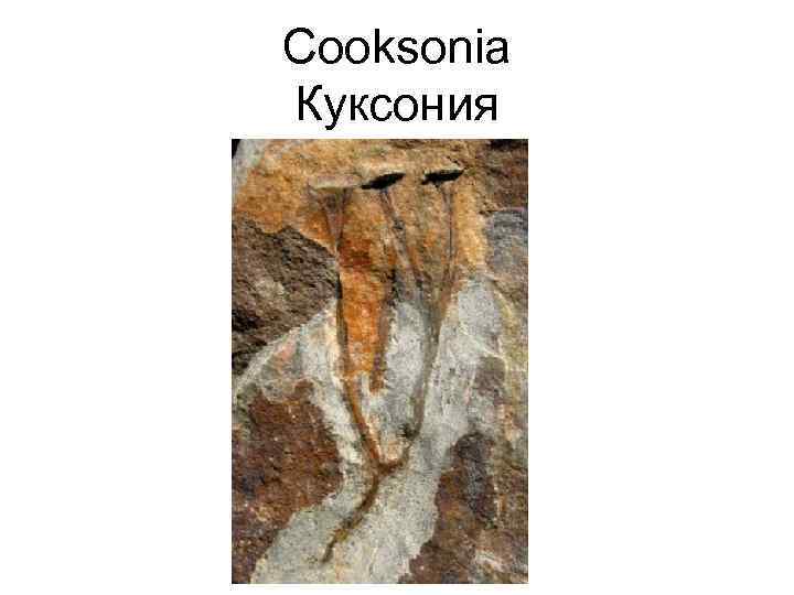 Cooksonia Куксония 