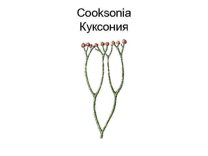 Cooksonia Куксония 