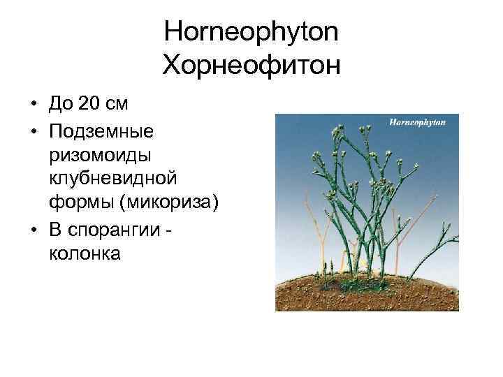 Horneophyton Хорнеофитон • До 20 см • Подземные ризомоиды клубневидной формы (микориза) • В
