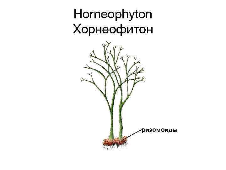 Horneophyton Хорнеофитон ризомоиды 