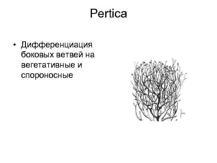 Pertica • Дифференциация боковых ветвей на вегетативные и спороносные 