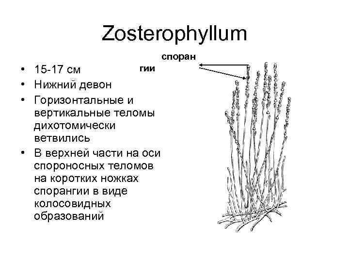 Zosterophyllum споран гии • 15 -17 см • Нижний девон • Горизонтальные и вертикальные