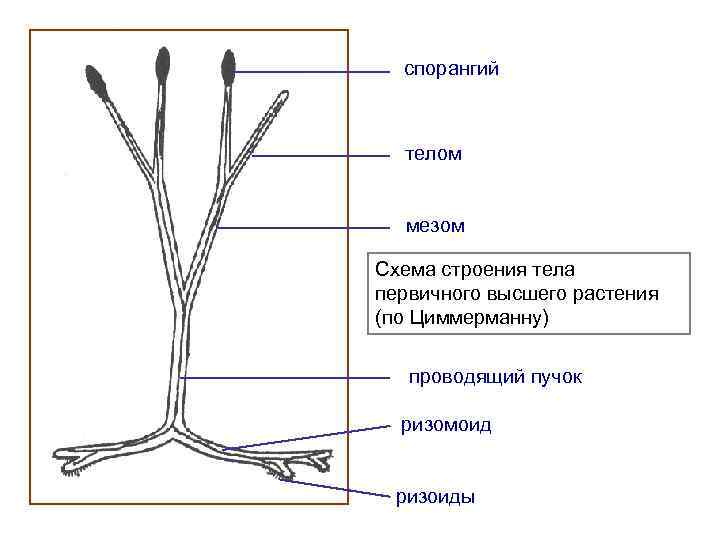 спорангий телом мезом Схема строения тела первичного высшего растения (по Циммерманну) проводящий пучок ризомоид