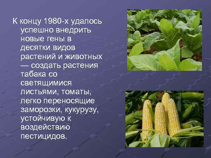 К концу 1980 -х удалось успешно внедрить новые гены в десятки видов растений и